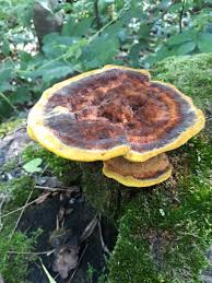 Attēlu rezultāti vaicājumam “Phaeolus schweinitzii”