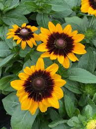Image result for Rudbeckia