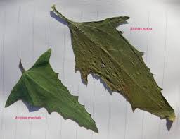 Attēlu rezultāti vaicājumam “Atriplex patula fruit”