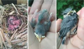 Attēlu rezultāti vaicājumam “Sitta europaea nest”