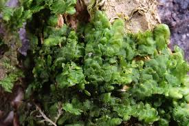 Attēlu rezultāti vaicājumam “Radula complanata”