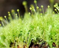 Attēlu rezultāti vaicājumam “Aulacomnium”