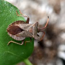 Attēlu rezultāti vaicājumam “Coreus marginatus imago”