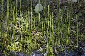 Attēlu rezultāti vaicājumam “Equisetum palustre”