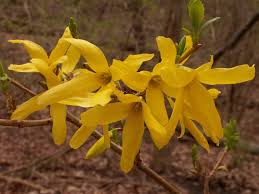 Attēlu rezultāti vaicājumam “Forsythia intermedia flower”