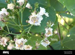 Attēlu rezultāti vaicājumam “Catalpa ovata flower”