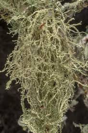 Attēlu rezultāti vaicājumam “Ramalina calicaris”