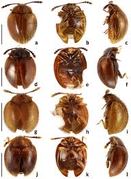 Attēlu rezultāti vaicājumam “Endomychidae”