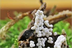 Attēlu rezultāti vaicājumam “Trichia scabra”