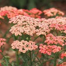 Attēlu rezultāti vaicājumam “Achillea salicifolia flower”