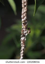 Attēlu rezultāti vaicājumam “Saturnia pavonia eggs”
