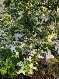 Attēlu rezultāti vaicājumam “Crataegus monogyna subsp. nordica”