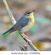 Image result for Luscinia cyane