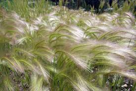 Attēlu rezultāti vaicājumam “Hordeum jubatum”