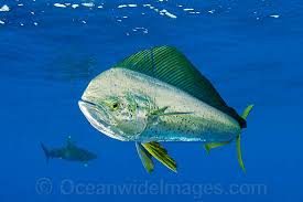 Image result for Coryphaena hippurus