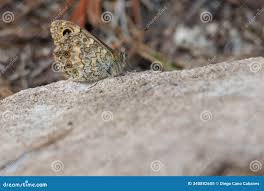 Attēlu rezultāti vaicājumam “Lasiommata megera underside”