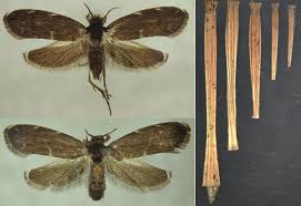 Attēlu rezultāti vaicājumam “Psychidae”