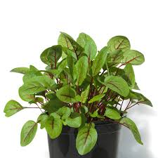 Image result for Rumex sanguineum