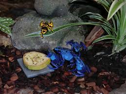 Image result for blauer baumsteiger