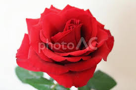 Image result for Red Rose Cc