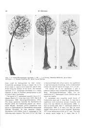Attēlu rezultāti vaicājumam “Comatricha elegans stalked”