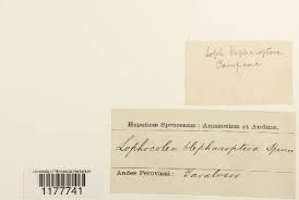 Attēlu rezultāti vaicājumam “Lophocolea coadunata”