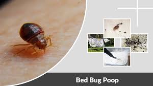 Image result for insect poop