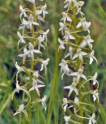 Attēlu rezultāti vaicājumam “Platanthera bifolia”