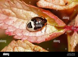 Attēlu rezultāti vaicājumam “Tritomegas bicolor nymph”