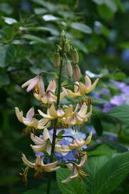 Attēlu rezultāti vaicājumam “Lilium martagon flower”