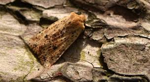 Attēlu rezultāti vaicājumam “Conistra rubiginea”