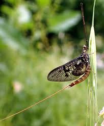 Attēlu rezultāti vaicājumam “Ephemera vulgata”