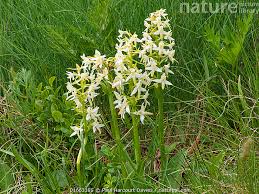 Attēlu rezultāti vaicājumam “Platanthera bifolia flower”