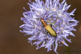 Attēlu rezultāti vaicājumam “Chrysanthia viridissima”