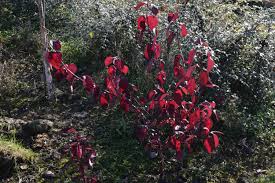 Attēlu rezultāti vaicājumam “Cornus alba”