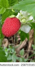 Attēlu rezultāti vaicājumam “Rubus illecebrosus fruit”