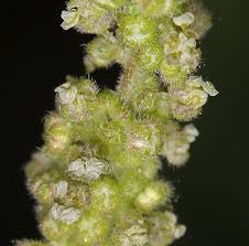 Attēlu rezultāti vaicājumam “Urtica dioica flower”