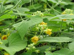 Attēlu rezultāti vaicājumam “Thladiantha dubia flower”