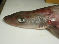 Image result for Mustelus palumbes