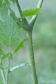Image result for Chelidonium majus