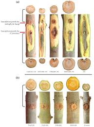 Attēlu rezultāti vaicājumam “Hymenoscyphus fraxineus”