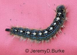 Attēlu rezultāti vaicājumam “Lasiocampidae”