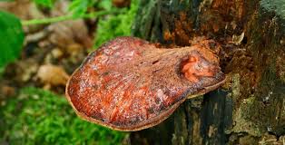 Attēlu rezultāti vaicājumam “Fistulina hepatica”