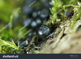 Attēlu rezultāti vaicājumam “Lamproderma arcyrioides stalked”