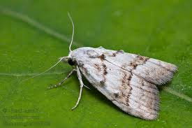 Attēlu rezultāti vaicājumam “Nola aerugula”