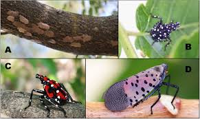 Attēlu rezultāti vaicājumam “Lycogala persicum macro”