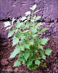 Attēlu rezultāti vaicājumam “Levisticum officinale”