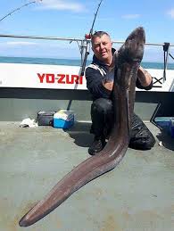 Image result for British Conger Club