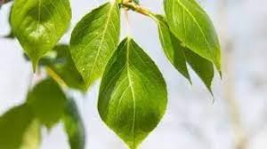 Attēlu rezultāti vaicājumam “Populus simonii leaf”