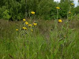 Attēlu rezultāti vaicājumam “Hieracium vulgatum”